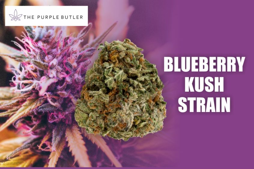 Discover Blueberry Kush Strain