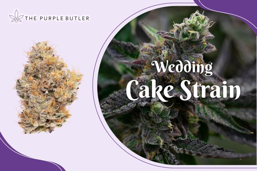 Wedding Cake Strain Effects and Benefits