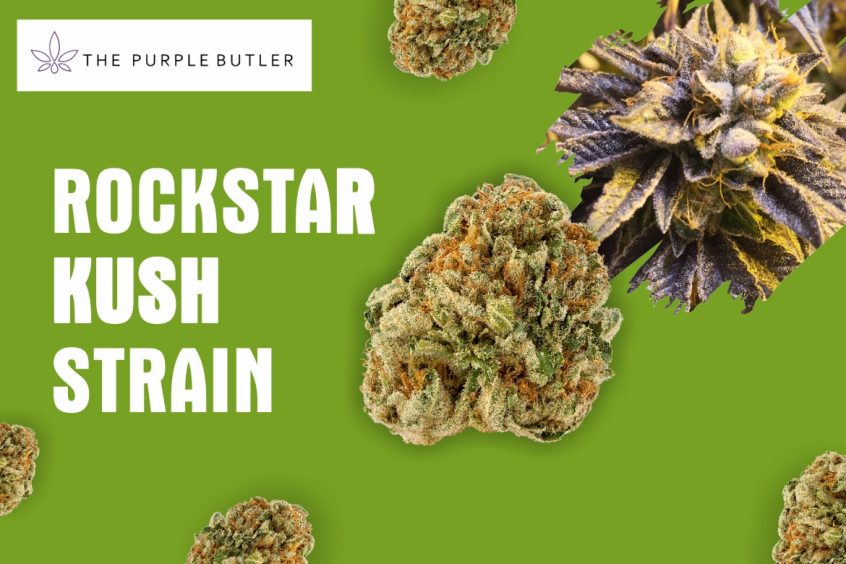 What is Rockstar strain